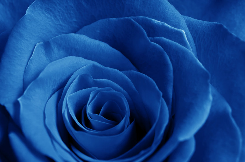 close up blue rose