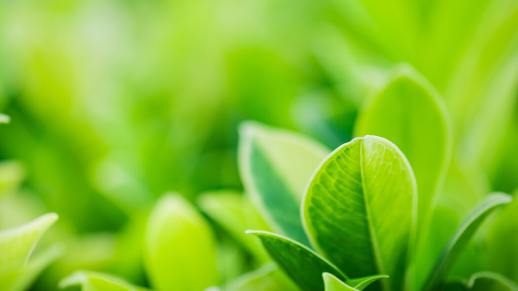 green plant
