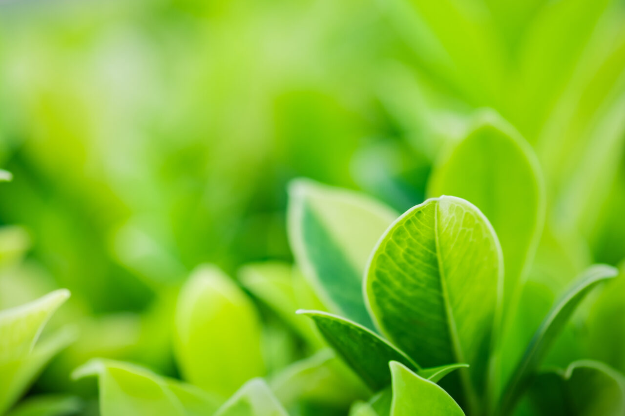 green plant
